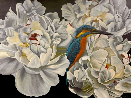 Beautiful Australian native kingfisher bird sitting amongst white peony flowers against a black background with a natural wood frame.