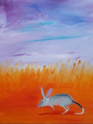 Bilby hopping through spinefex grassland.