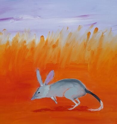 Bilby hopping through spinefex grassland.