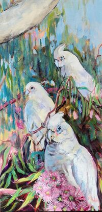 Three white Corellas in amongst eucalypt leaves