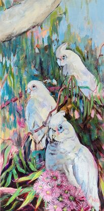 Three white Corellas in amongst eucalypt leaves