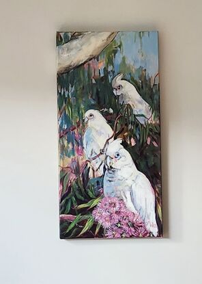 Three white Corellas in amongst eucalypt leaves