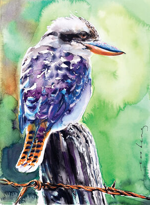 Kookaburra, a well known symbol of Australian birdlife.