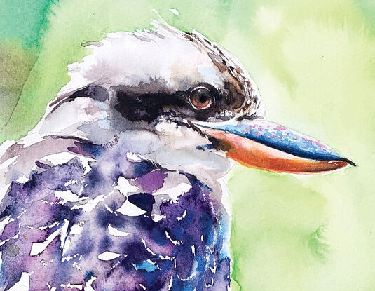 Kookaburra, a well known symbol of Australian birdlife.