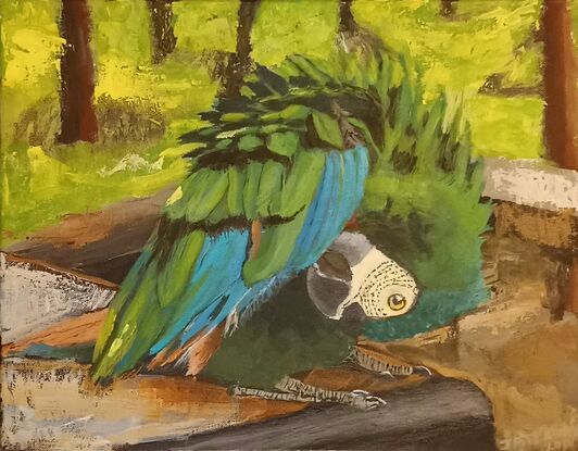 This painting shows a chestnut-fronted or severe macaw  perched on a wooden souvenir stall.  Its head is bent over as it preens its breast.  It is mostly green in colour with patches of orange and blue on the wings.  The beak is black and the patches around the eyes are white with lines of small black feathers.   Its feet are grey with thin black stripes.
In the background there are trees growing in a patch of grass.   Only the trunks are visible.  Sunshine dots the grass between  the tree shadows.