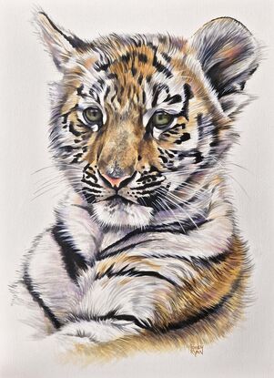 Tiger portrait