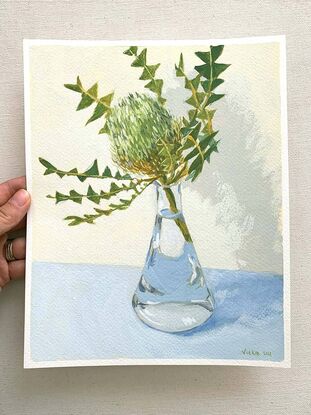 Green banksia flower in vase on blue