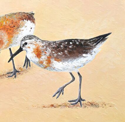 A painting of three Curlew Sandpiper birds on a sand coloured background.  These shore birds have long brown bills and are a mottled grey and chestnut colour.