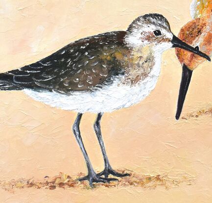 A painting of three Curlew Sandpiper birds on a sand coloured background.  These shore birds have long brown bills and are a mottled grey and chestnut colour.