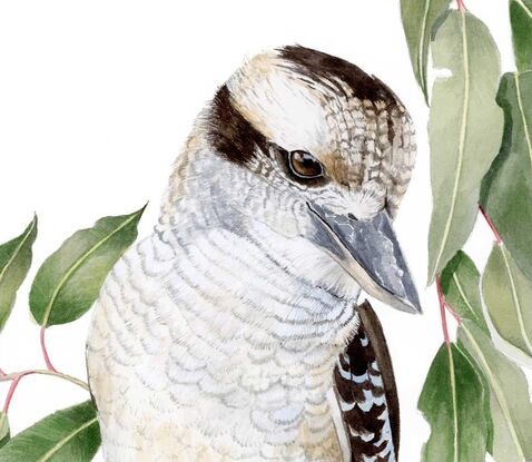 Kookaburra on a tree branch surrounded by leaves