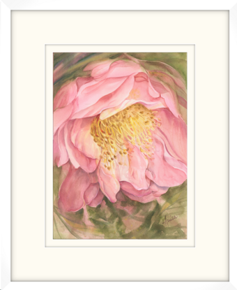 Large pink Camellia flower with yellow stamens and an olive abstract background.