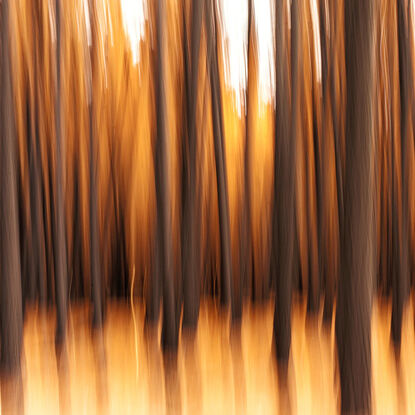 Burned Forest in the Adelaide Hills