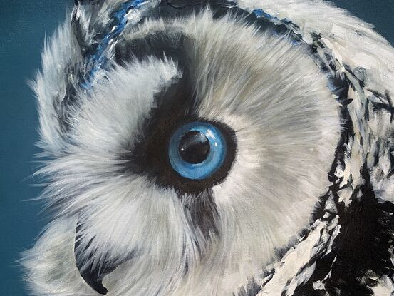 Portrait of white owl