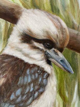 Lone Kookaburra sits on a branch of a Eucalyptus tree, looking down.  