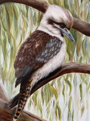 Lone Kookaburra sits on a branch of a Eucalyptus tree, looking down.  