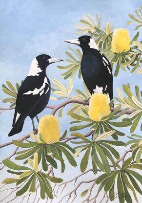 Two glossy black and white magpies perch amongst a mass of yellow coastal banksia flowers and their leathery, twisting leaves, against a blue sky.