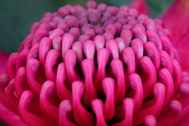 A beautiful Australian native red waratah  flower