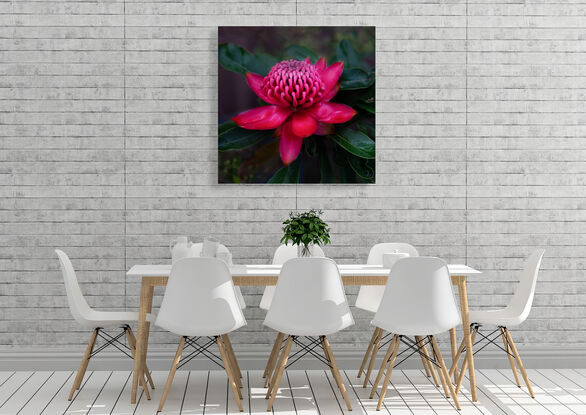 A beautiful Australian native red waratah  flower