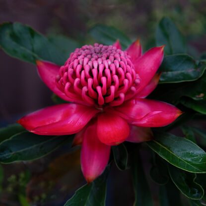 A beautiful Australian native red waratah  flower