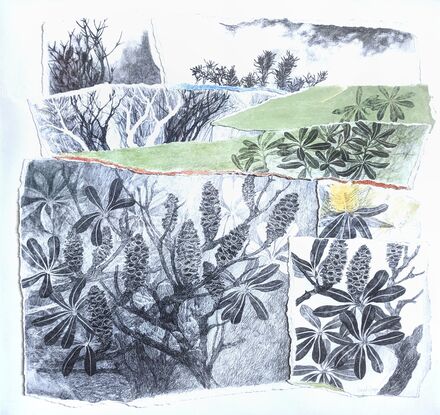 This drawing is my way to express my love of this iconic Australian beach tree - the distinctive seed cones, the intricate yellow flowers and the elegant leaf shapes all inspire my work.  