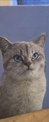 #CAT PAINTING #KITTENS #CUTE CAT #CAT ARTWORK #CATPAINTING #BLUE EYED CAT