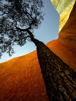 Black framed print of tree in outback australia.