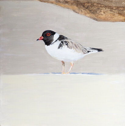 A small wading bird, a hooded plover stands on the beach watchfully. 