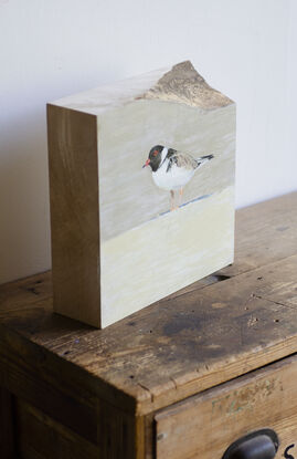 A small wading bird, a hooded plover stands on the beach watchfully. 