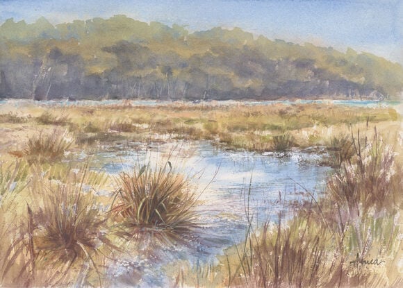 Golden long grasses in the marshes of Burrill Lake with trees in the distance.