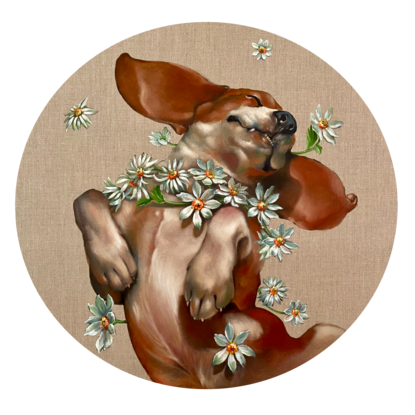 A beagle rolling on its back covered in daisies