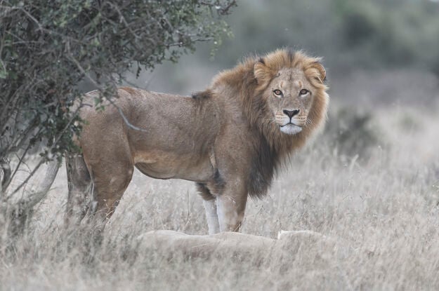 This male lion is checking on what is happening  around him, between mating with the resting lioness at his feet. Image captured in Kenya.