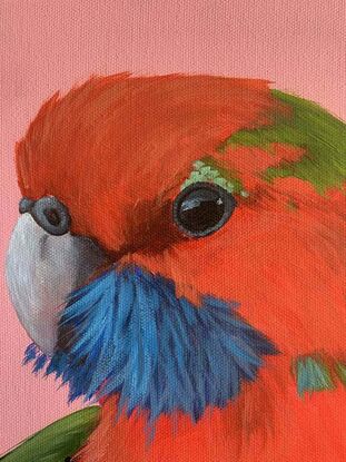 Parrot portrait