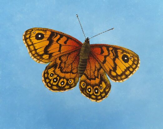 realistic painting brown and orange butterfly