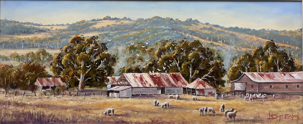 Sheep grazing by shearing sheds with trees and background hills and birds.