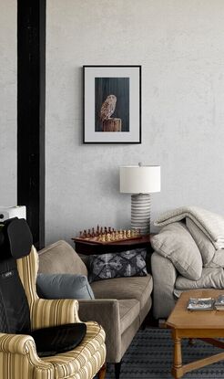 An Australian barking owl perched on an old stump.