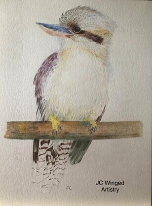 laughing kookaburra on a branch