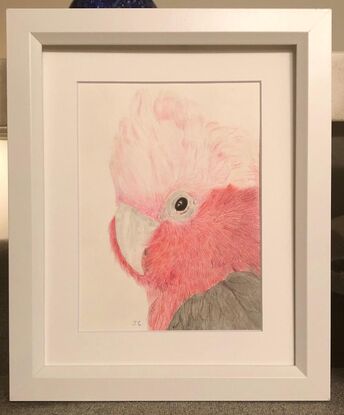 portrait of a galah