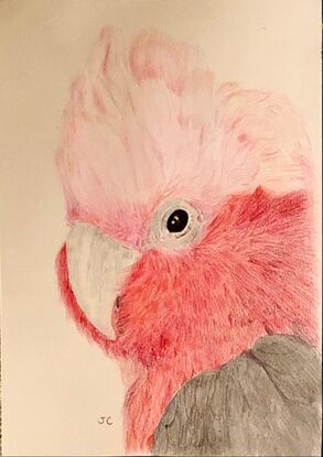 portrait of a galah