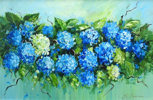 hydrangea flowers in full bloom