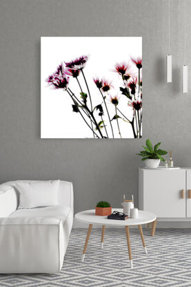 still life of daisy flowers on white background