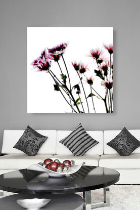 still life of daisy flowers on white background