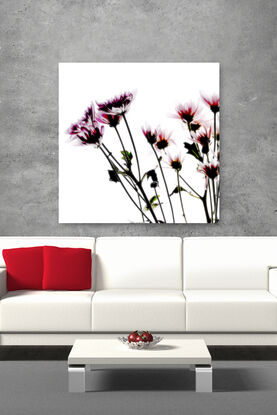 still life of daisy flowers on white background