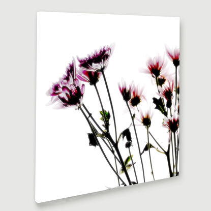 still life of daisy flowers on white background