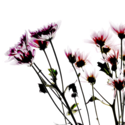 still life of daisy flowers on white background