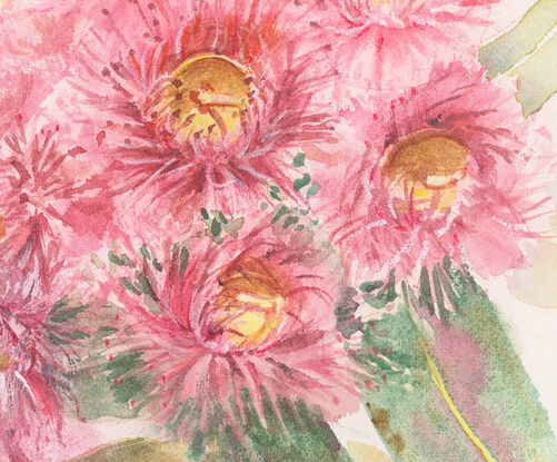 Watercolour painting of a pink red gum blossoms and leaves