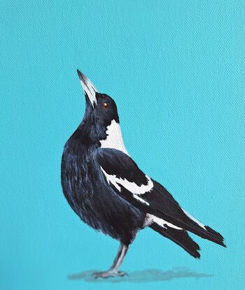 Two magpies taking flight on a aqua blue background