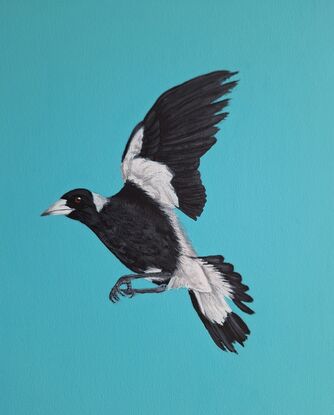 Two magpies taking flight on a aqua blue background