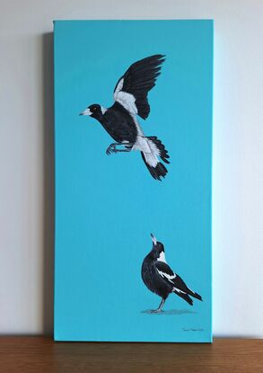 Two magpies taking flight on a aqua blue background