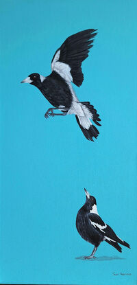 Two magpies taking flight on a aqua blue background