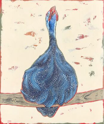 Guinea fowl with head raised and mouth open perched on a large stick with a cream background.